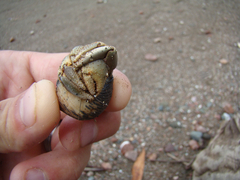 Coenobita compressus