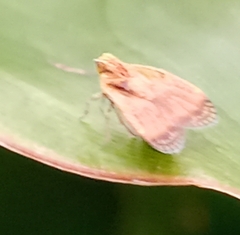 Bothriocera
