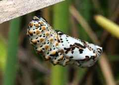 Euphydryas phaeton