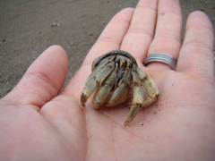 Coenobita compressus