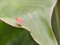 Bothriocera