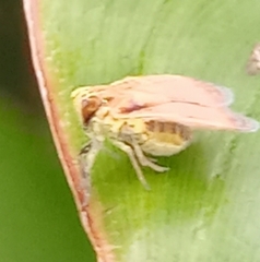 Bothriocera