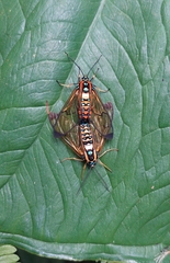 Gymnelia pavo