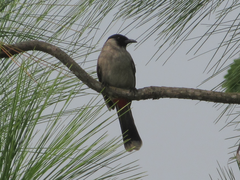 Pycnonotus aurigaster