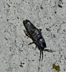Lepidocyrtus