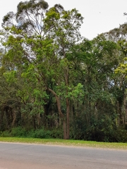 Lophostemon suaveolens