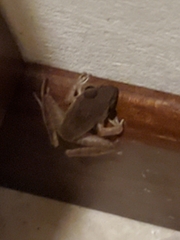 Lithobates vaillanti