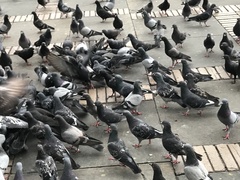 Columba livia domestica