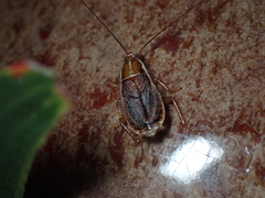 Balta bicolor