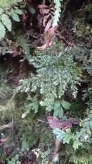 Trichomanes obscurum