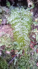 Trichomanes obscurum