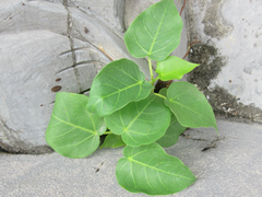 Ficus rumphii