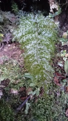 Trichomanes obscurum