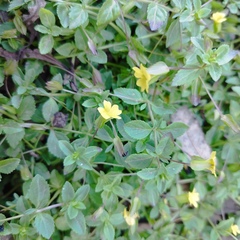 Mecardonia procumbens
