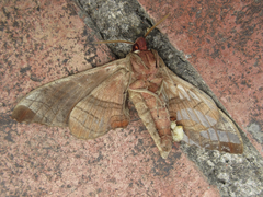 Marumba