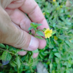 Mecardonia procumbens