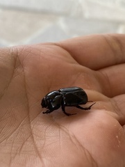 Heteronychus arator
