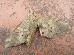 Marumba