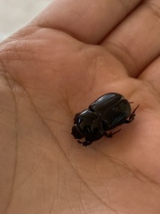 Heteronychus arator