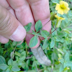 Mecardonia procumbens
