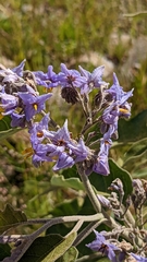 Solanum lanceolatum