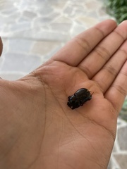 Heteronychus arator