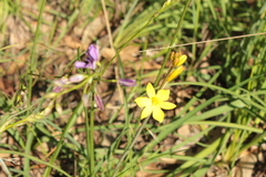 Arthropodium strictum