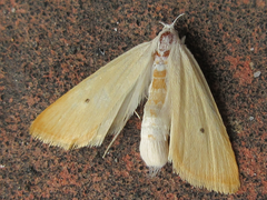 Scirpophaga incertulas