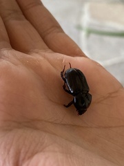 Heteronychus arator