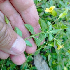 Mecardonia procumbens
