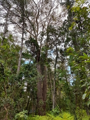 Eucalyptus pilularis