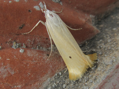 Scirpophaga incertulas