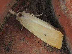 Scirpophaga incertulas