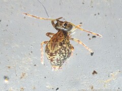 Ptenothrix renateae