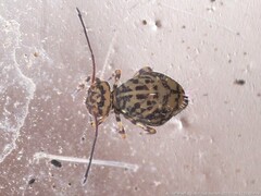 Ptenothrix marmorata
