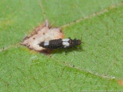 Caliothrips cinctipennis