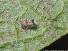 Drepanaphis acerifoliae