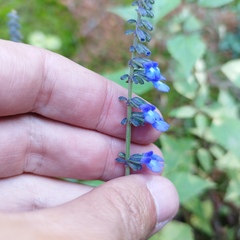 Salvia helianthemifolia