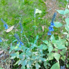 Salvia helianthemifolia