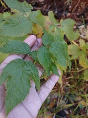Rubus idaeus