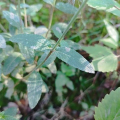 Salvia helianthemifolia