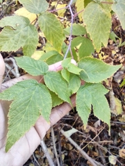 Rubus idaeus