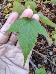Rubus idaeus