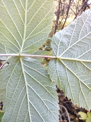 Rubus idaeus