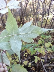 Rubus idaeus