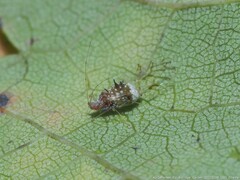 Drepanaphis acerifoliae