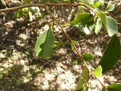 Azara petiolaris