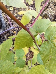 Rubus idaeus