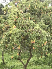 Brugmansia sanguinea