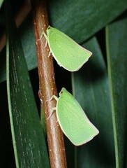 Siphanta acuta